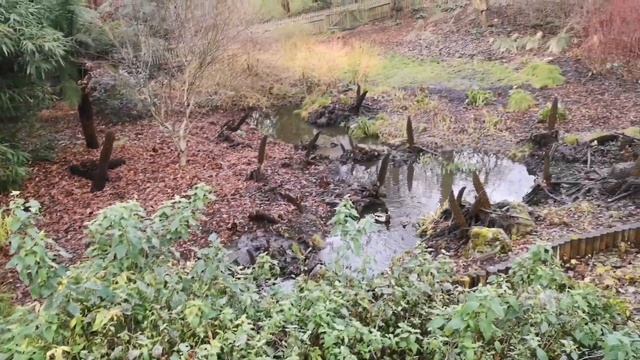Парк с оленями, алмазный фазан и мини-зоопарк смотреть онлайн