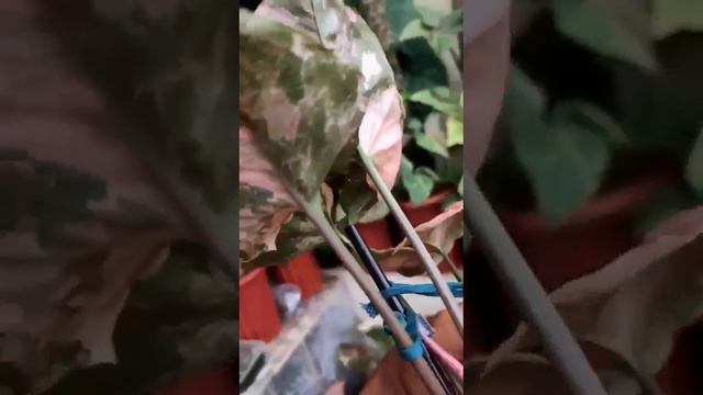 Syngonium strawberry shake | Syngonium strawberry ice _ _ _ смотреть онлайн