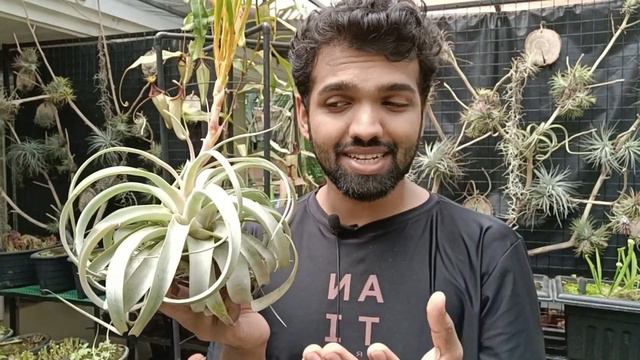 The King of Air Plants Is In Bloom | Tillandsia xerographica Complete Care Guide @NandanamExotics смотреть онлайн