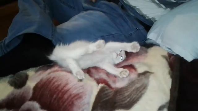 Мой котенок очень любит играть. И почему то всегда кувыркается или делает сальто. смотреть онлайн