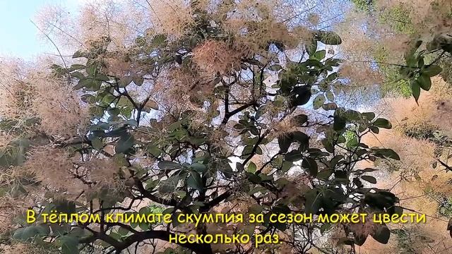 Скумпия/Скумпия кожевенная/Cotinus coggygria/Дымное дерево/Smoke Tree смотреть онлайн