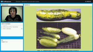 Вирус пожелтения жилок огурца