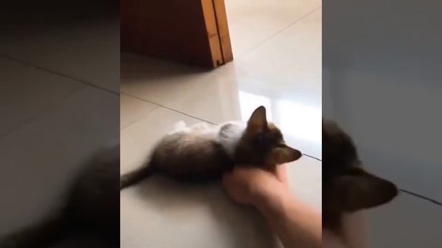 Нашел подушку смотреть онлайн