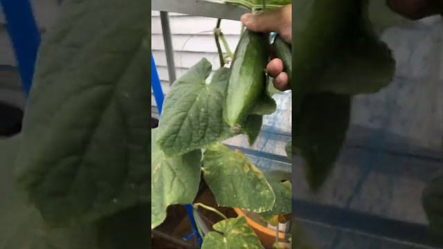 My greenhouse, we plant everything here. смотреть онлайн