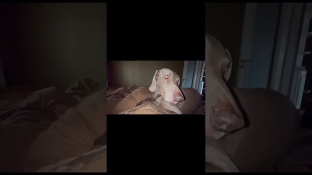 #приколы #животные #смешноевидео #funnyvideo #funnyanimals #собака #веймаранер смотреть онлайн