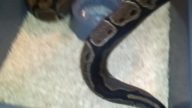 Huge 4400 gram female ball Python смотреть онлайн