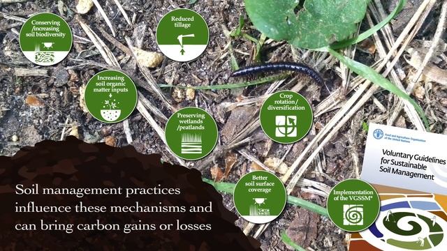 Soil Organic Carbon – the treasure beneath our feet смотреть онлайн