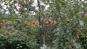 Сорт яблони Краса Свердловска