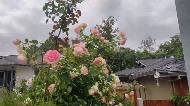 Eden climber in full bloom смотреть онлайн