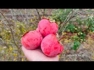 Хурма Зенджи Мару поспела - пора снимать урожай!