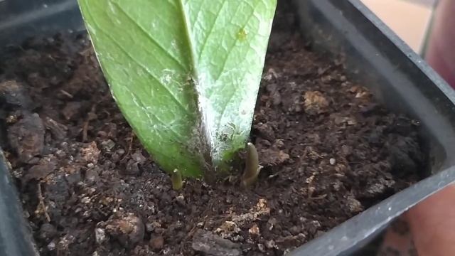 Размножение долларового дерева листом и веточкой. смотреть онлайн