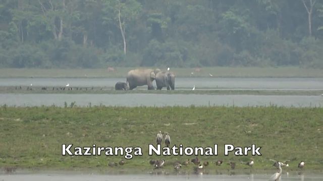 Assam Birding March 2019 смотреть онлайн