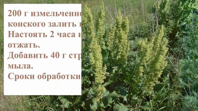 Белые прожилки на листьях роз Кто виноват и Что делать смотреть онлайн