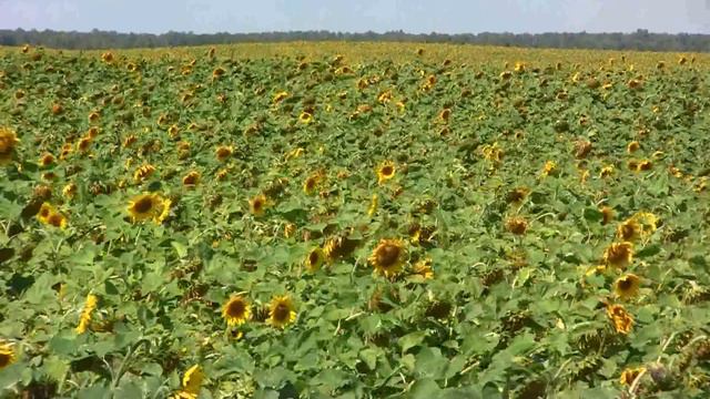 Поле подсолнухов. Красота... смотреть онлайн