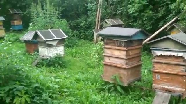 Цветение липы