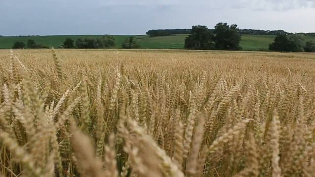 пшеничное поле смотреть онлайн