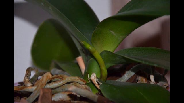 Рост цветоноса орхидеи 1 день за 10 секунд смотреть онлайн