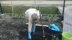 Клубника заросла, весной приводим в порядок .