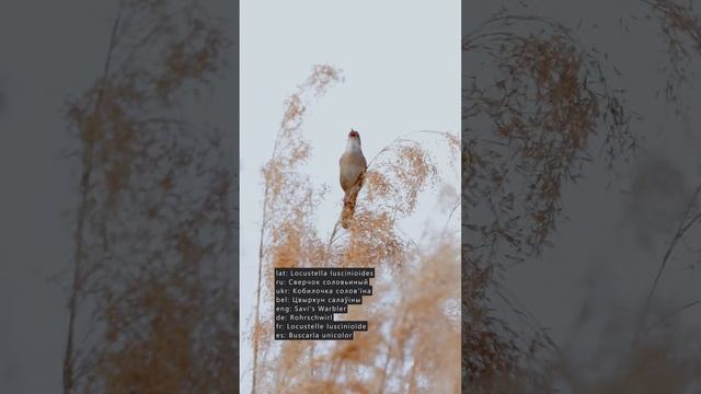 Сверчок соловьиный #голосаптиц #shorts смотреть онлайн
