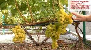 ускатна заманушка- виноград Красавчик. Грозди по 2 кг, а вкус ягод просто душистый как майский мед