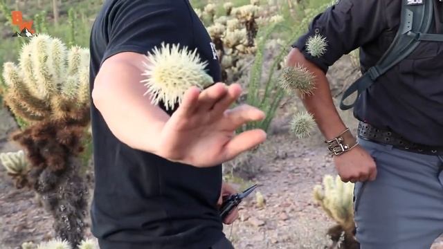 СТРАШНАЯ АТАКА КАКТУСА! УПАЛ НА КАКТУСЫ!!! смотреть онлайн