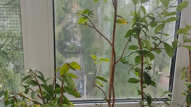 И снова цветение экзотического растения. ?Джаботикаба ? смотреть онлайн