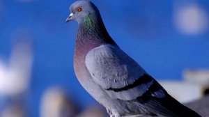 Голубь - интересные факты (Фото,видео, звуки)