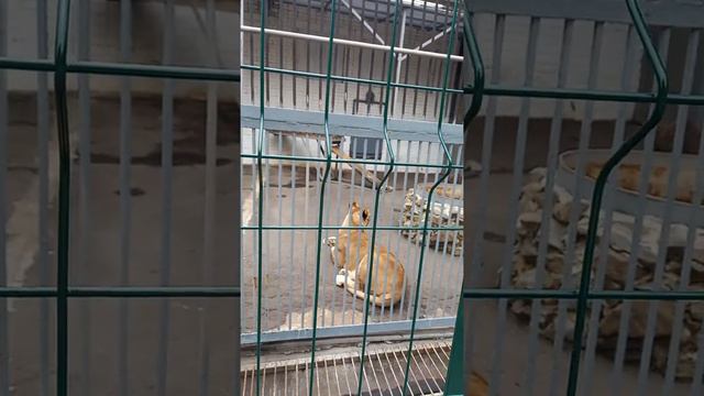 Липецкий зоопарк. часть 4.2022 смотреть онлайн