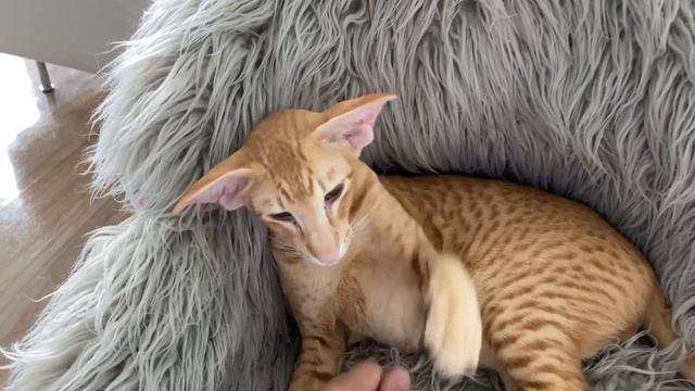 Oriental Cat Roy, Sound On