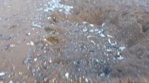 Рыбалка на Сахалине мойва (уёк) пошла на нерест #сахалин #рыбалка #природа