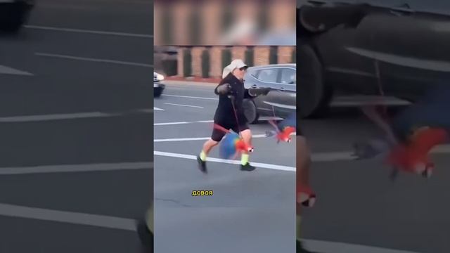 "Эпический выгул попугаев в США: Как один мужчина переопределил стандарты выгула животных" смотреть онлайн