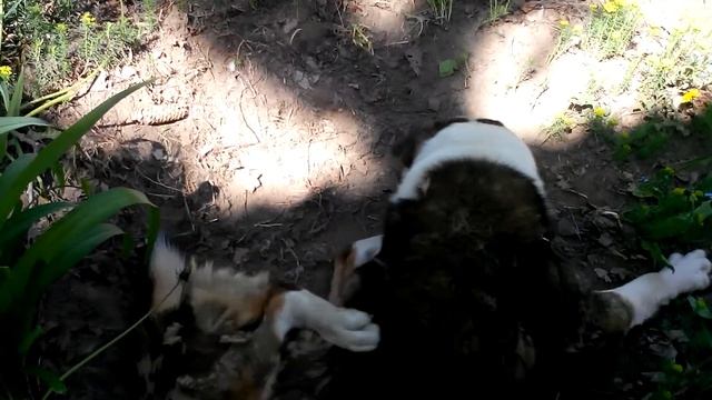Уникальный двигатель, на базе собаки смотреть онлайн