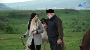 Республика традиций - Объездка лошадей (11.06.2017)