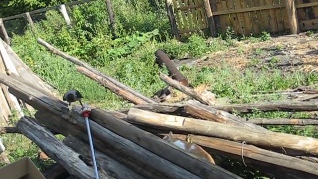 охота на ворону смотреть онлайн