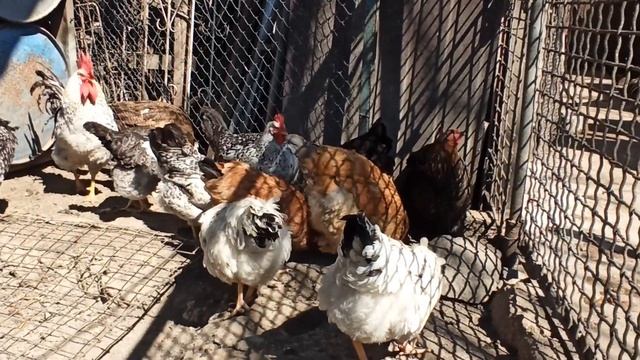 КУРОЧКИ?? ПЕРЕЕЗД В ЛЕТНИЙ КУРЯТНИК, КАК ЭТО ПОВЛИЯЛО НА ЯЙЦЕНОСКОСТЬ. смотреть онлайн