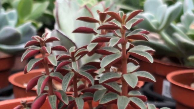 Peperomia Rubella 多肉植物辨識 紅蘋果椒草 смотреть онлайн