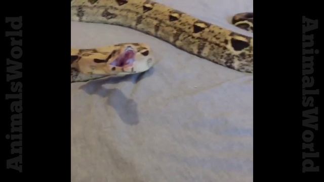 Bit By A 20 Foot Python - Python In My House 2021 смотреть онлайн