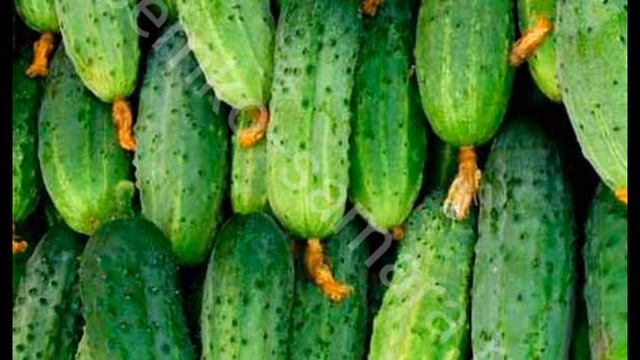 Лучшие универсальные сорта огурцов 2020 г смотреть онлайн