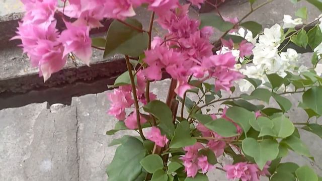 Reason to Plant bougainvillea- the beauty of flower смотреть онлайн