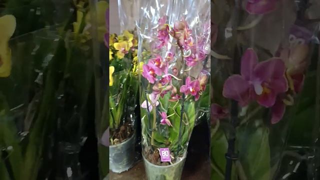 Видеообзор эксклюзивых растений смотреть онлайн