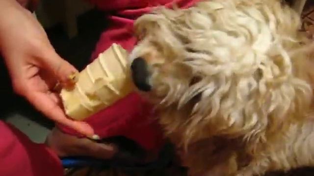 Мой спаниель ест мороженное