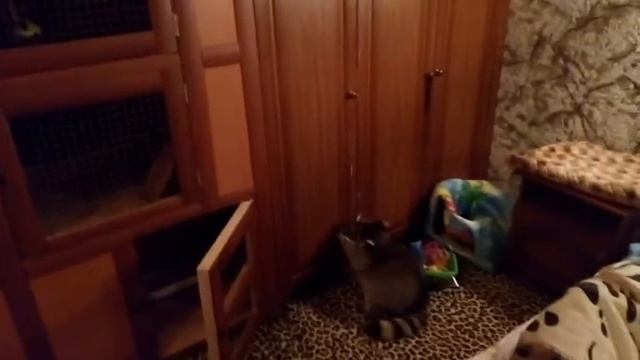 Енот полоскун Борис . Играем смотреть онлайн