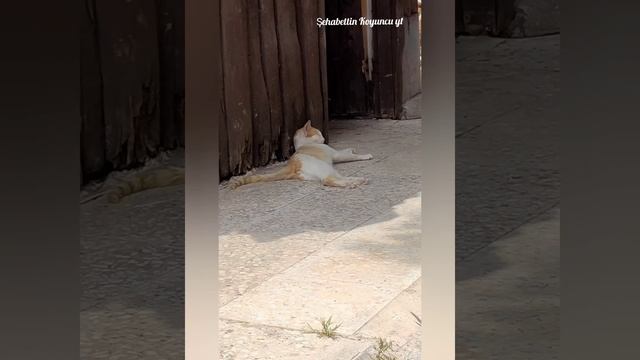 Funny Animals And Cute Animals And Beautiful Animals.