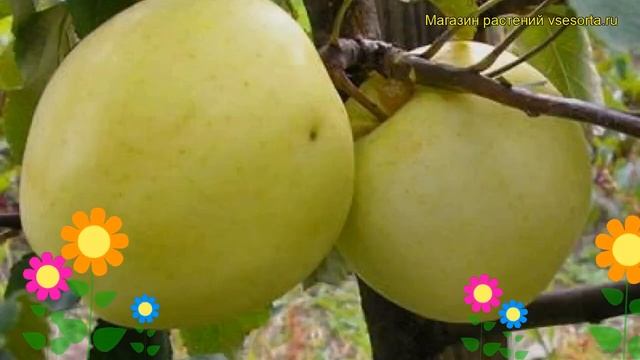 Яблоня домашняя Народное. Краткий обзор, описание характеристик malus domestica Narodnoe смотреть онлайн