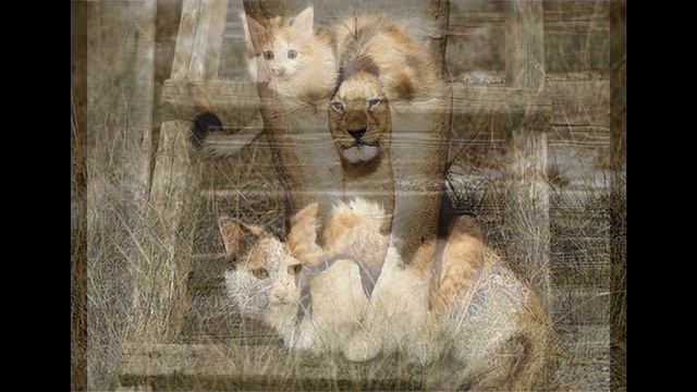 Забавные животные Африки смотреть онлайн