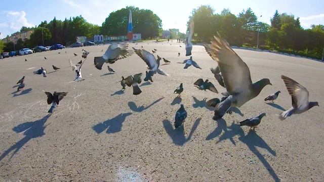 Голубь в полёте (замедленная съемка видео) смотреть онлайн