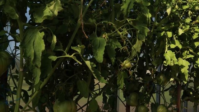 Помидор МАЛИНОВЫЙ РОДЕО смотреть онлайн