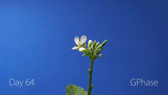 Radish Time Lapse 68 days - Soil cross section смотреть онлайн