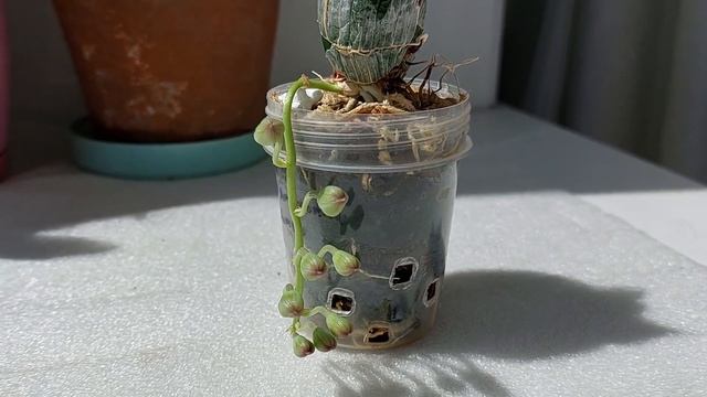 Clowesia Amazonica 'Jumbo' и первые в ее жизни бутоны! Совсем нежданный цветонос. Орхидея морковка смотреть онлайн