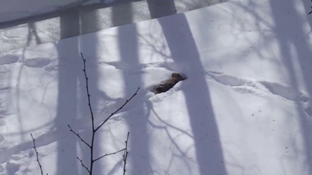 koker смотреть онлайн